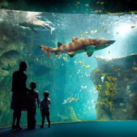 l’Aquarium de la Rochelle depuis l’île d’Oléron en Van ou navette bateau – S’informer et protéger l’ocean