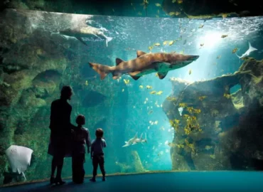 l’Aquarium de la Rochelle depuis l’île d’Oléron en Van ou navette bateau – S’informer et protéger l’ocean